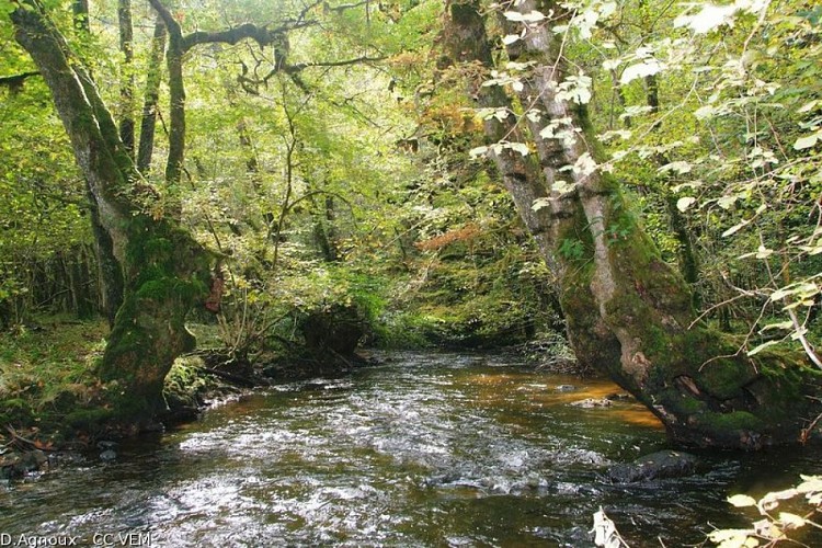 Cachette à loutres