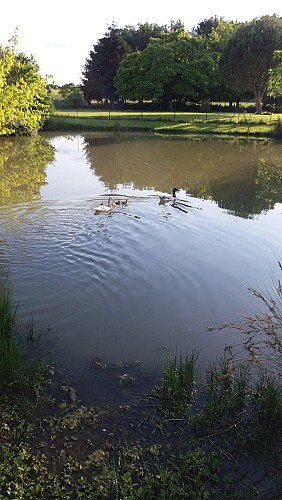L'étang aux canards