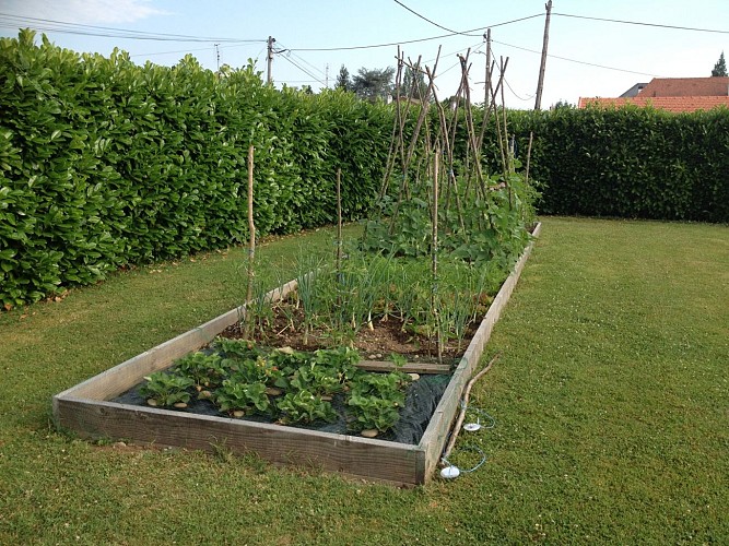 Ancolie-des-Pyrenees---Potager--Laurioux-Marie-Noelle-