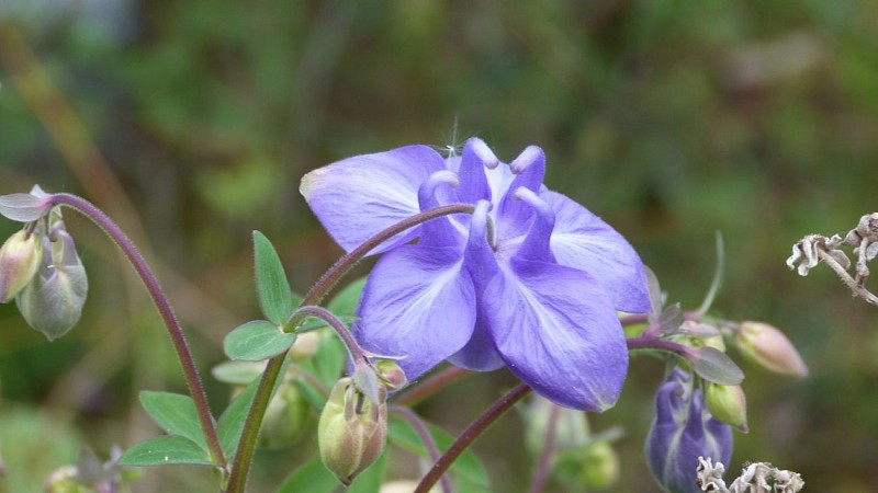 Ancolie des Pyrénées (Laurioux Marie-Noëlle)