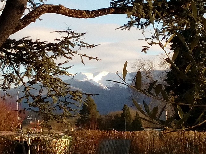 Ancolie-des-Pyrenees-Vue-sur-les-Pyrenees (Laurioux Marie-Noelle)