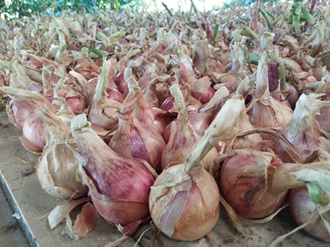 117194185_218713612823438_6699531769053591224_n