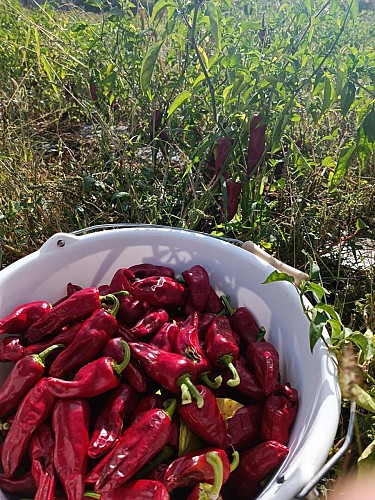 Ramassage des piments 4