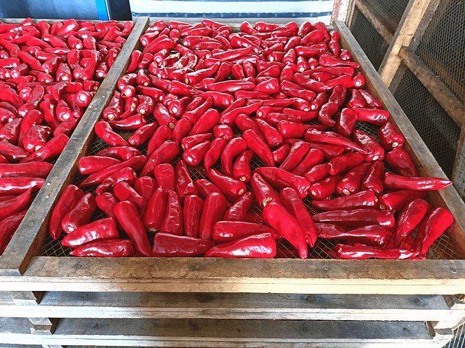 Piments du périgord séchage sur clayettes