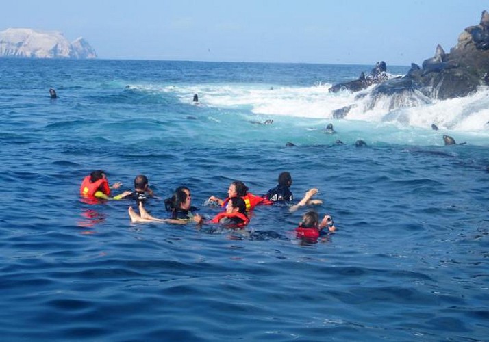 Excursion en bateau sur les îles de Palomino - Lima