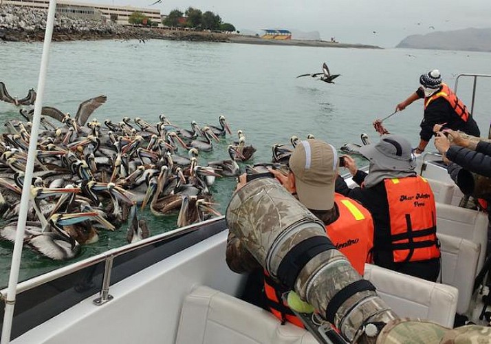 Excursion en bateau sur les îles de Palomino - Lima