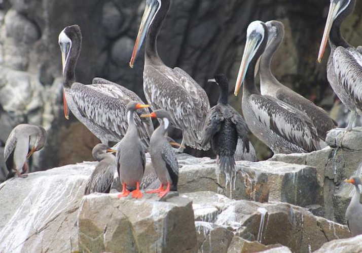 Excursion en bateau sur les îles de Palomino - Lima