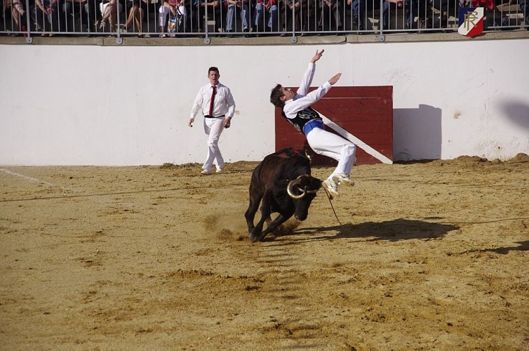 Montsoue-course-landaise-4-TiS