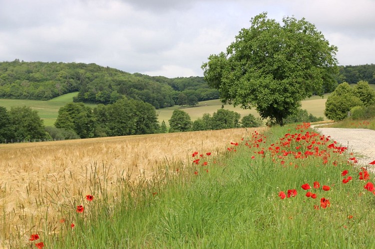 Gîte les Chenevières
