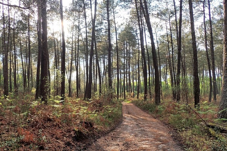 foret1 site chambre hote