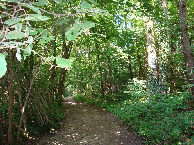The forest of the Domain of Malmaison