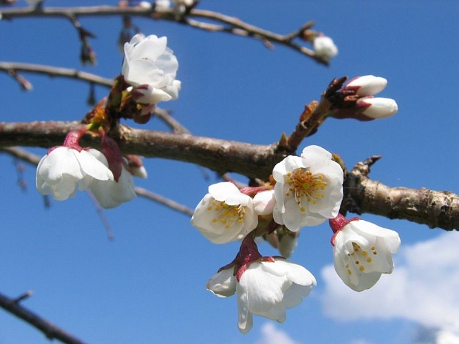 Prunus x yedoensis "Shidare Yoshino"