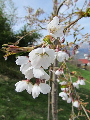 Prunus x yedoensis "Shidare Yoshino"