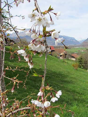 Prunus x yedoensis "Shidare Yoshino"