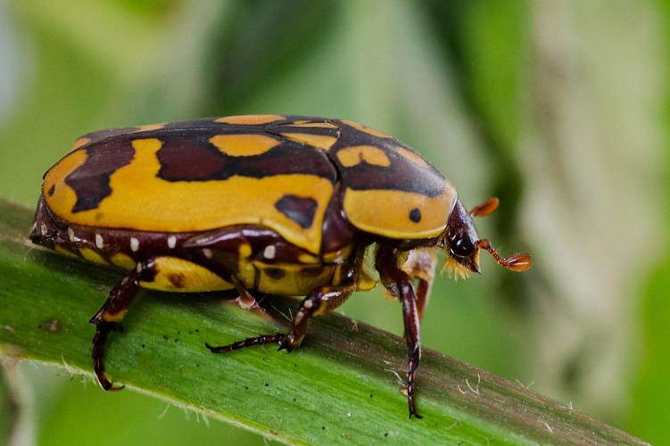 Hexapoda - insecte