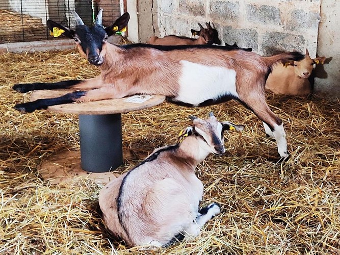 les petites de l annee - la chevreline à Vassy(TIS)