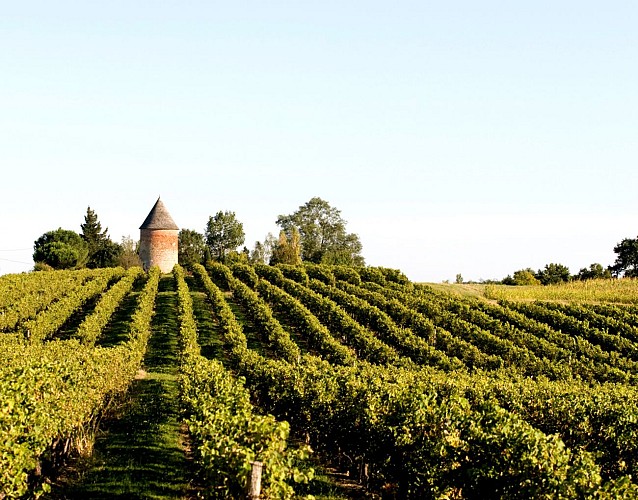 2025 - PARL - Domaine de Laballe - Vignes - ©Domaine de Laballe