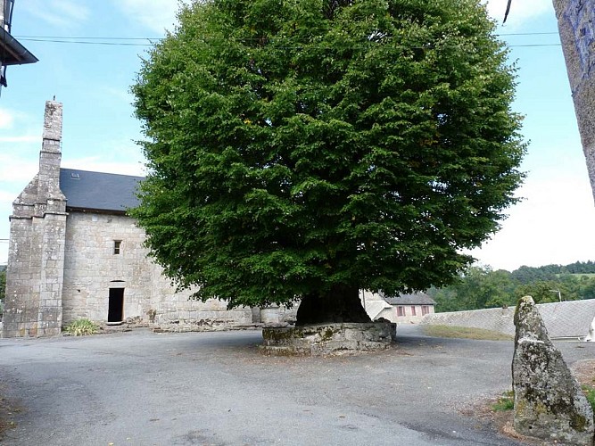 Le tilleul de Sully à Bonnefond