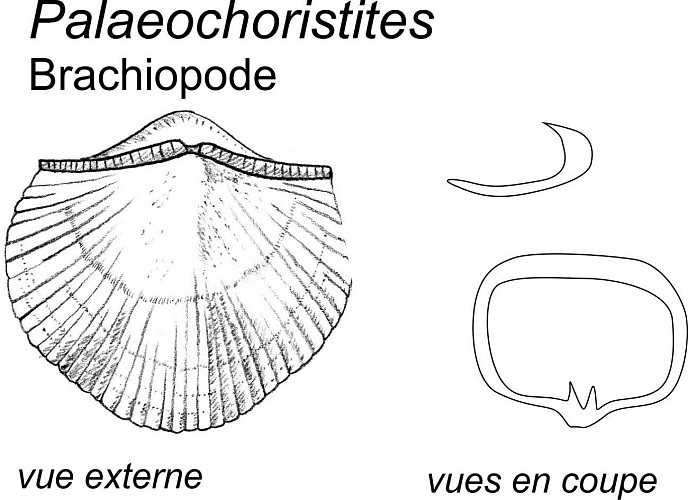 Des coquilles de brachiopodes