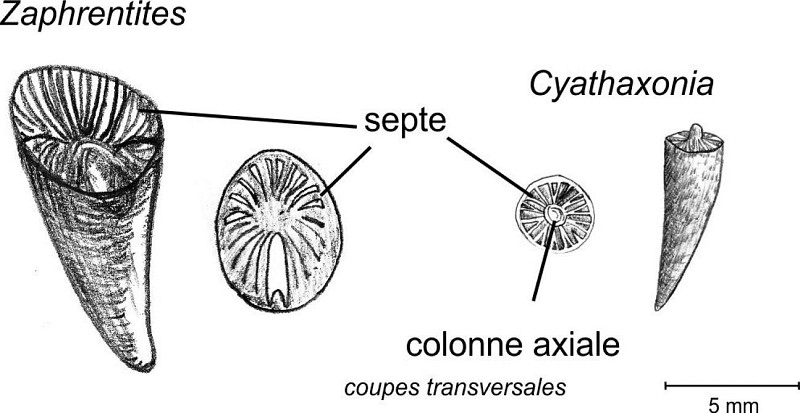 Des coraux rugueux Zaphrentites et Cyathaxonia