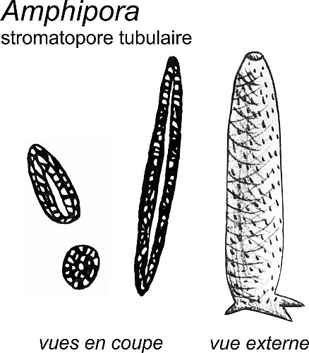 Des stromatopores tubulaires Amphipora