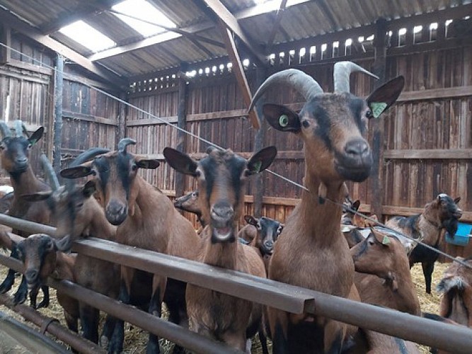 The Orzo goat dairy farm