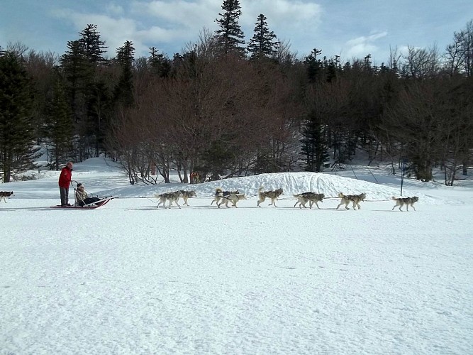 Chiens de traineaux