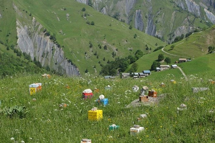 Conservatoire de l'abeille noire