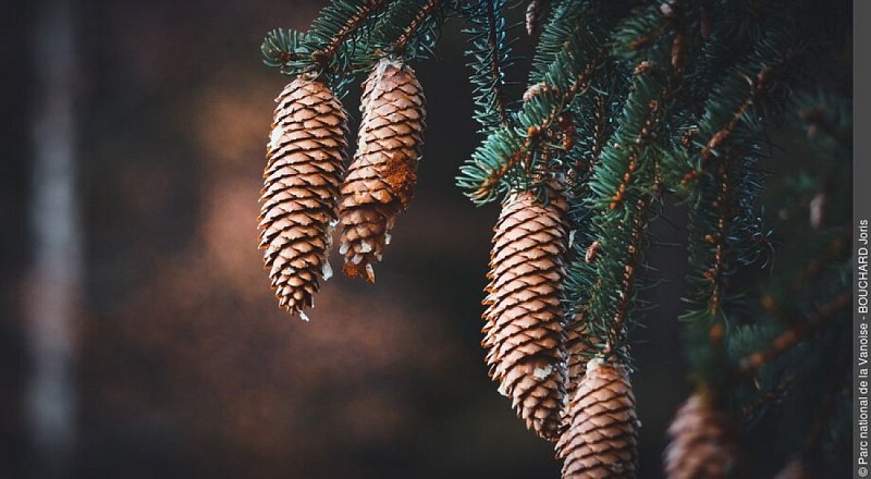 épicéas
