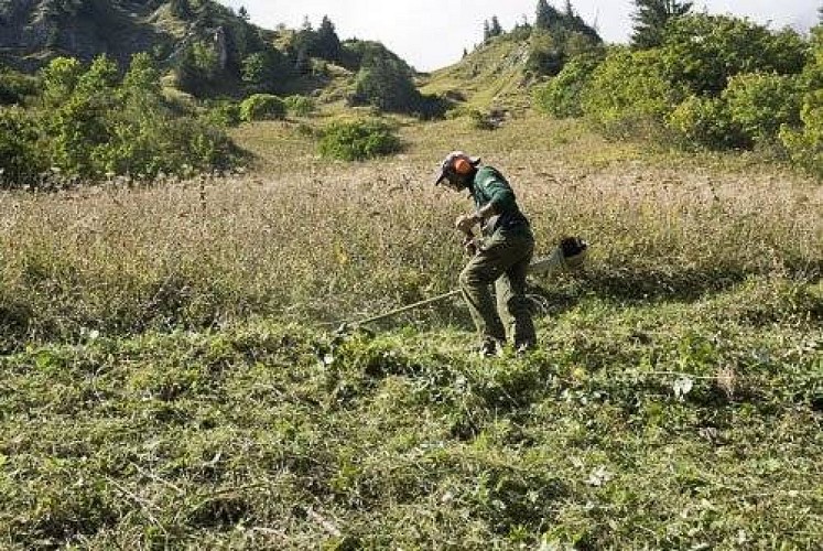 Fauche d'une prairie à chardons bleus par les ouvriers de l'ONF, dans le cadre de la contractualisation des travaux de gestion.
