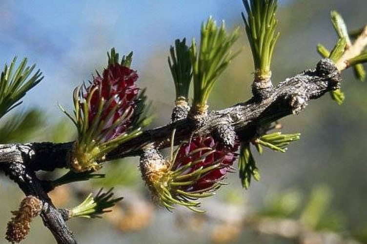 Mélèze d'Europe : jeunes pousses de printemps.