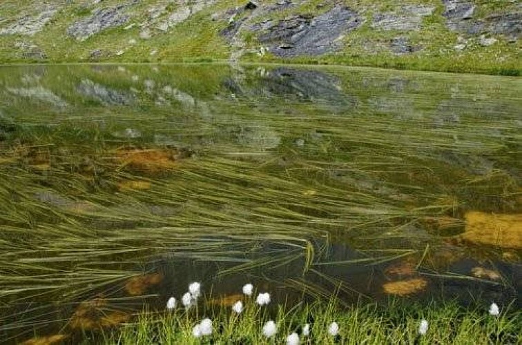 Rubanier à feuilles étroites flottant à la surface de l'eau et linaigrette de Scheuchzer en bordure des Lacs de Lozières.