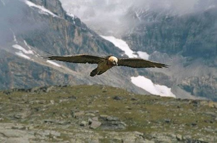 Gypaète barbu, mâle adulte, planant au dessus d'un massif rocheux.