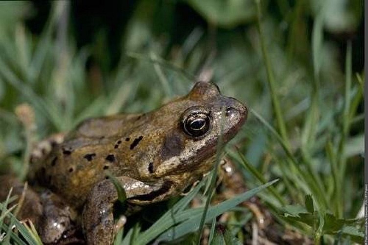 Grenouille rousse. (PNV ZP)