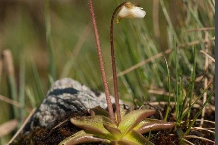Des fleurs les pieds dans l'eau
