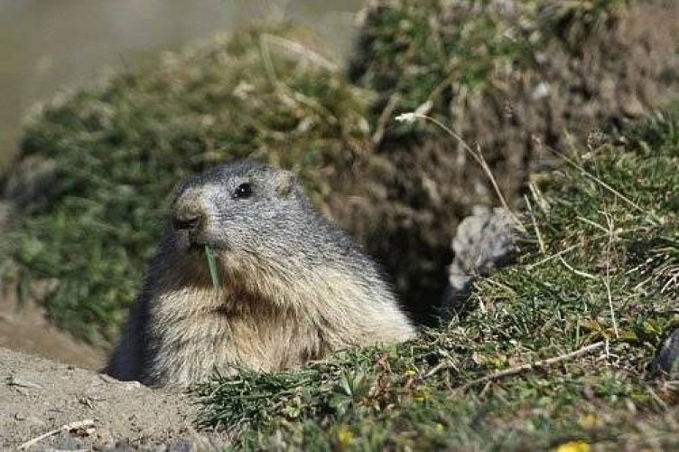 Marmotte des Alpes sortant de son terrier.