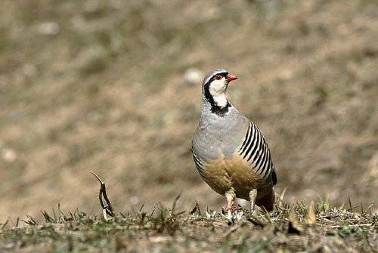 Perdrix bartavelle seule et de face.