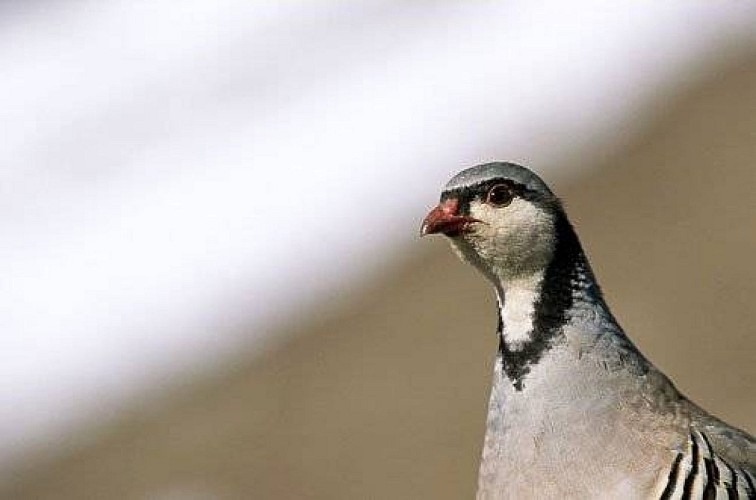 Perdrix bartavelle vue de profil.