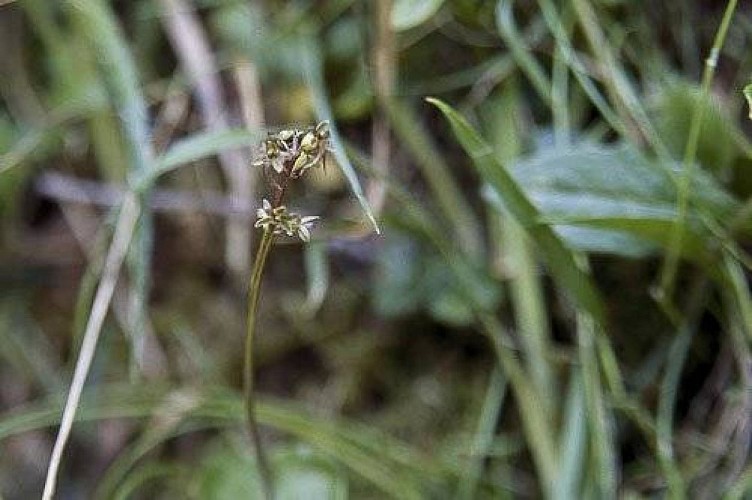 Listère en coeur. (RN des Hauts de Villaroger)