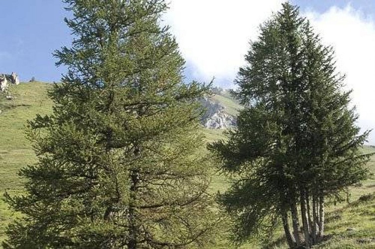 Mélèzes dans le vallon des Rossets, sous l'Aiguille Rousse (versant S). Vue vers Nord.