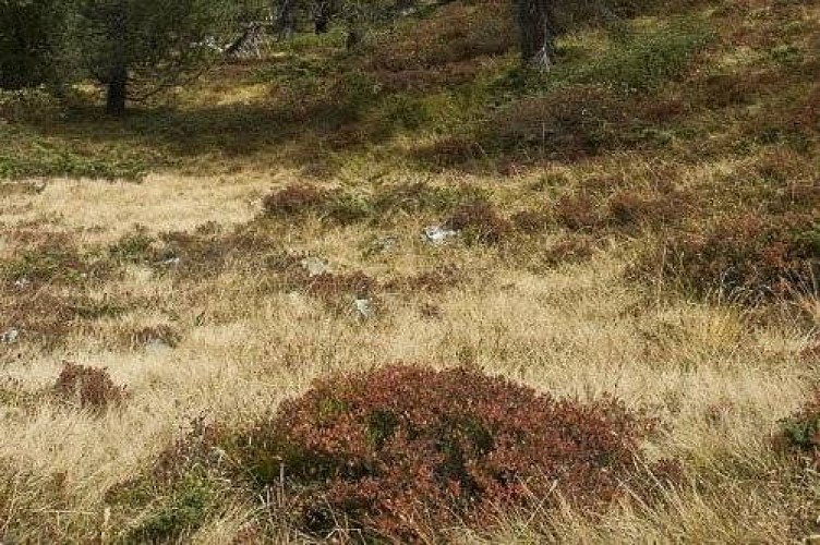 Lande à myrtille et genévrier dans de petites clairières au milieu de la forêt d'épicéas. Mont Chevrier (coté N).