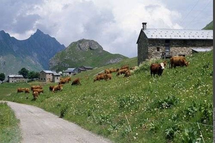 Vaches en pâture sur la Chaudanne (PNV PO) 