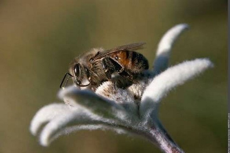 Abeille domestique butinant un edelweiss. (PNV)