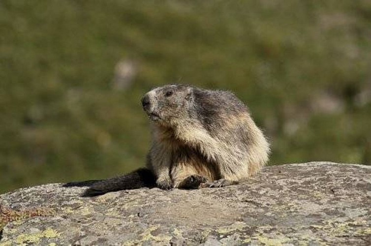 Marmotte en train de se toiletter.