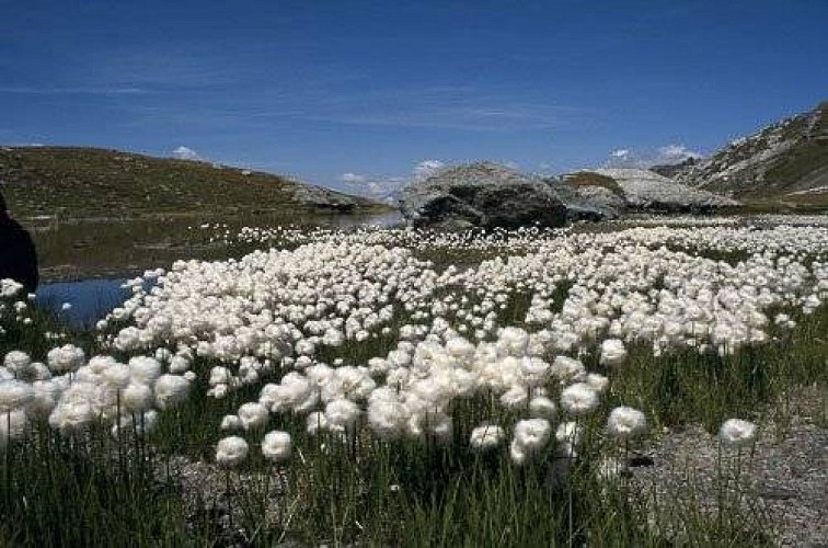 Station florale de linaigrettes de Scheuchzer.