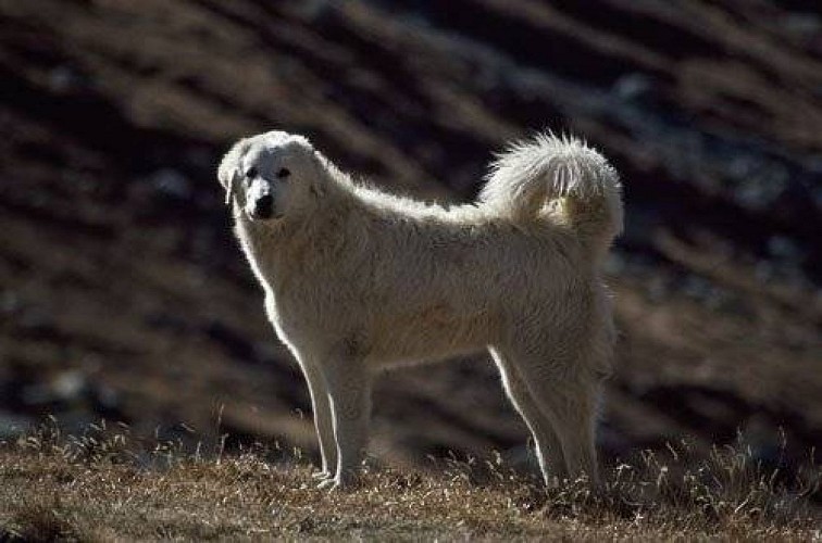 Chiens de protection patous.