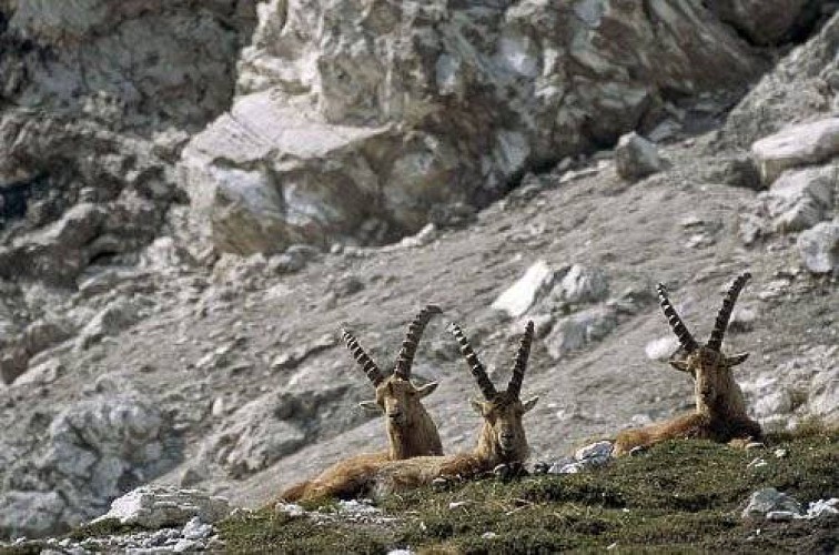 Groupe de bouquetins des Alpes, mâles, au repos.