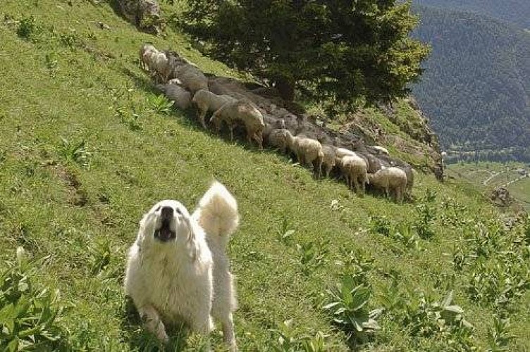 Chien de protection (patou) et troupeau ovin.