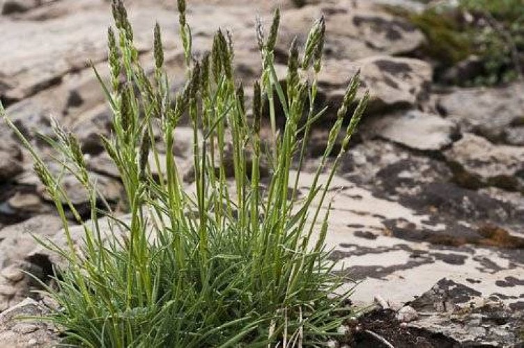 Koelérie du mont Cenis.