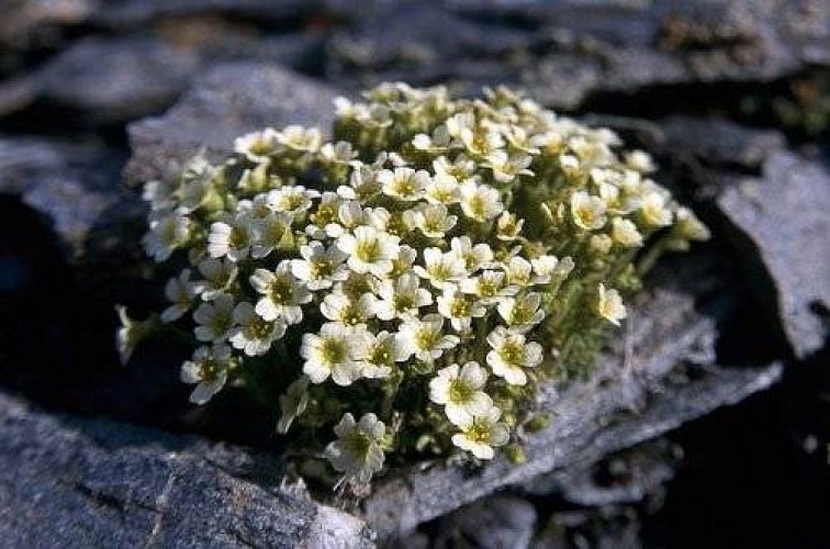 Saxifrage fausse mousse.
